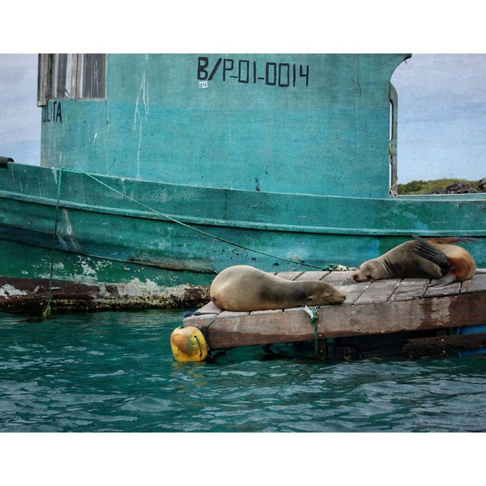 Galapagos Sea Lions by Grotto Studios 1-Piece Unframed Graphic Print Abstract Poster Art Print 24 in. x 18 in. price history on PriceWatchPro