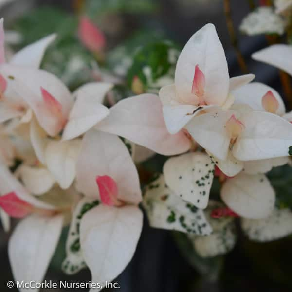 MCCORKLE 1 Gal. Snow-N-Summer Asiatic Jasmine (Trachelospermum) Variegated  Foliage and White Flowers, Live Groundcover Plant 12378 - The Home Depot