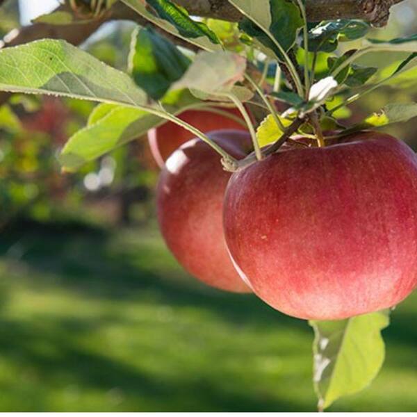 5 Gal. Johnny Appleseed Apple Tree APPJOH05G - The Home Depot