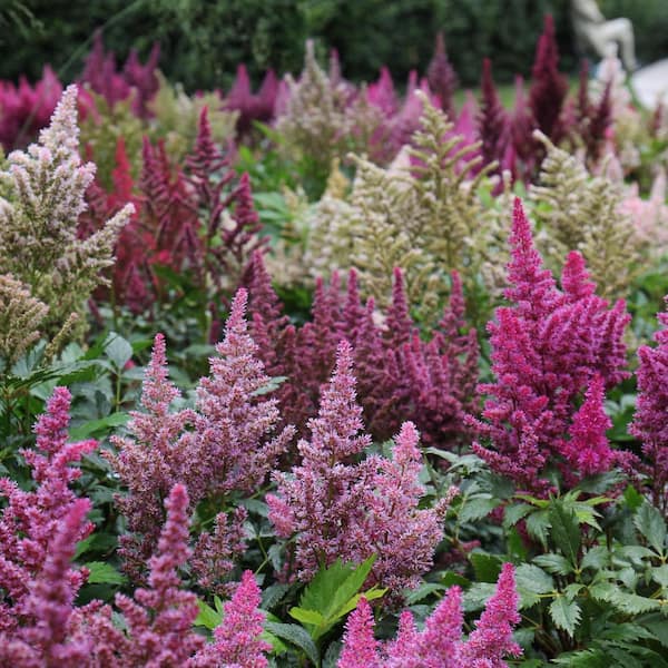 VAN ZYVERDEN Astilbe Premium Mixed Colors Roots (5-Set) 83524