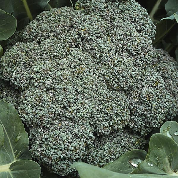 0.001 lb. Nutri-Bud Broccoli Seed Pack