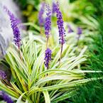 4 in. Variegated Liriope Flowering Shrub With Purple Blooms - 15 Piece