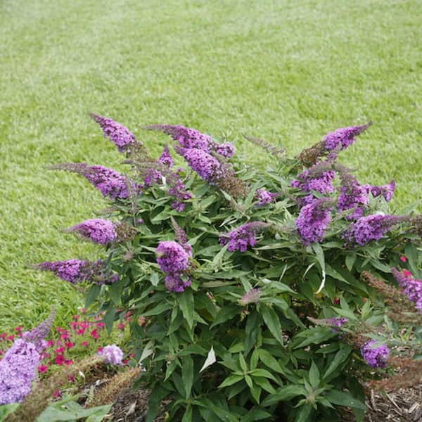 Butterfly Bush - Shrubs & Bushes - The Home Depot