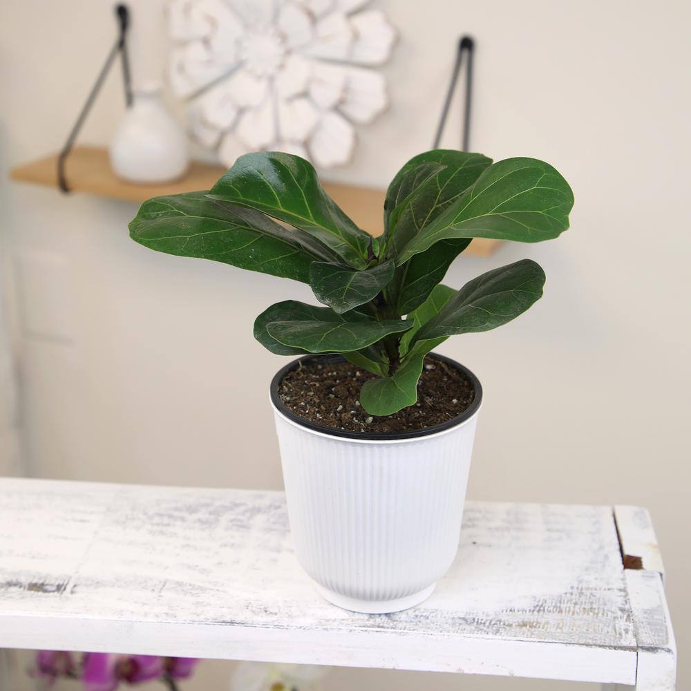 Large Fiddle-Leaf Fig in White Planter