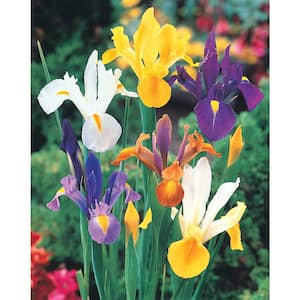 Dutch Iris Bulb Mixture (50-Pack)