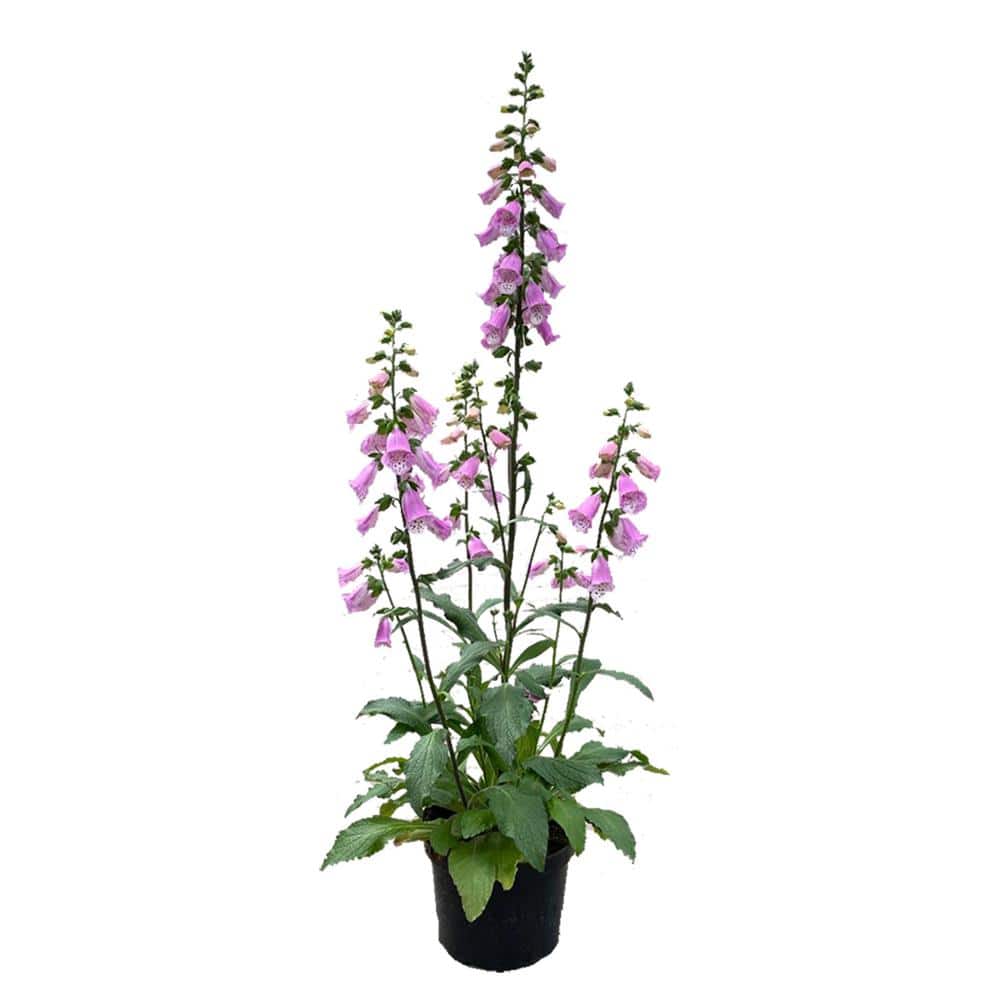 2.5 qt. Perennial Digitalis Pink (1-Pack)