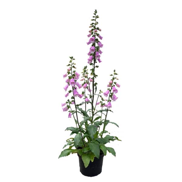 Unbranded 2.5 qt. Perennial Digitalis Pink (1-Pack)
