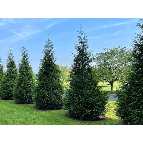 5 gal. Green Giant Arborvitae with Among the Fastest Growing Dense Evergreen Foliage