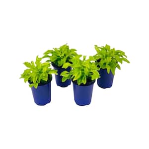 1.38 Pt. Duranta Plant Cuban Gold in 4.5 In. Grower's Pot (4-Plants)