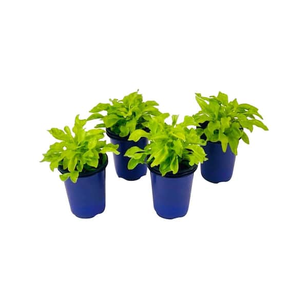 Vigoro 1.38 Pt. Duranta Plant Cuban Gold in 4.5 In. Grower's Pot (4-Plants)