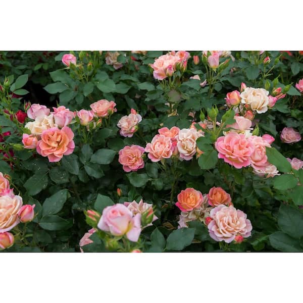 Sunblaze 2 Gal. Sunblaze Peach Mini Rose Bush with Orange-Pink