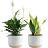 ZZ Plant - Ship to Home - Indoor Plants - The Home Depot