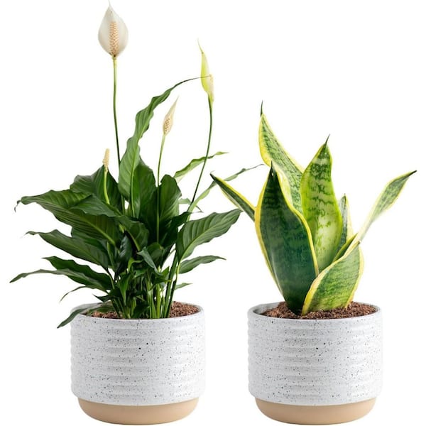 Plants ManiaVALIEM Warp Devil、BRERO Plants ManiaVALIEM Warp Devil、BRERO VALIEM Warp Devil (xs