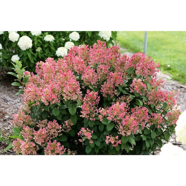 2 Gal. Little Quickfire Hydrangea (Paniculata) Live Flowering Shrub Plant, White to Pink-Red Flowers