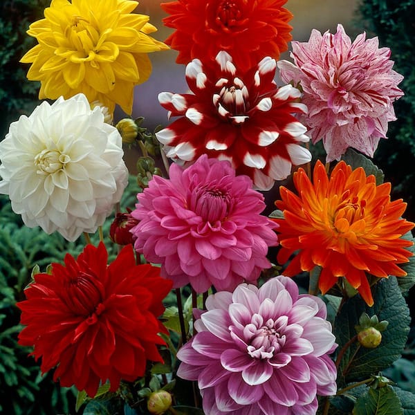 VAN ZYVERDEN Van Zyverden Dahlias Decorative Mixed Set of 3 Bulbs