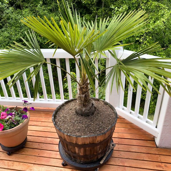 PALMS L WITCH MWGS-632Ｍ.MADAI LJ national PLANT NETWORK 3 gal. Windmill Palm HD2660 - The Home Depot
