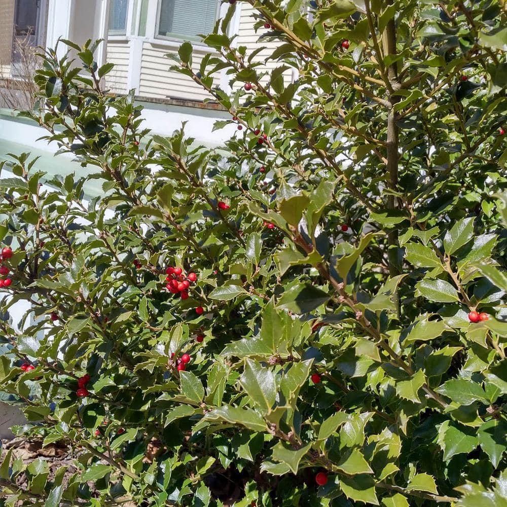 DIRECT GARDENING 1 Gal. Pot Blue Princess Holly (Ilex), Broadleaf