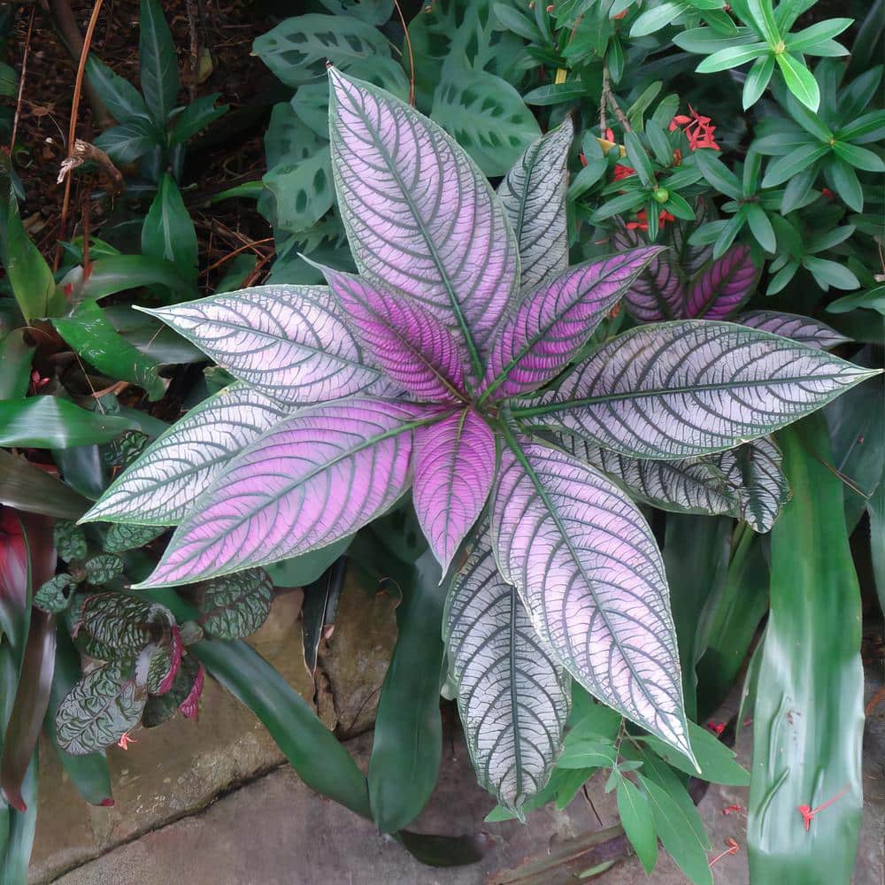 4-Inch Persian Shield Purple Bloom Strobilanthes Plant