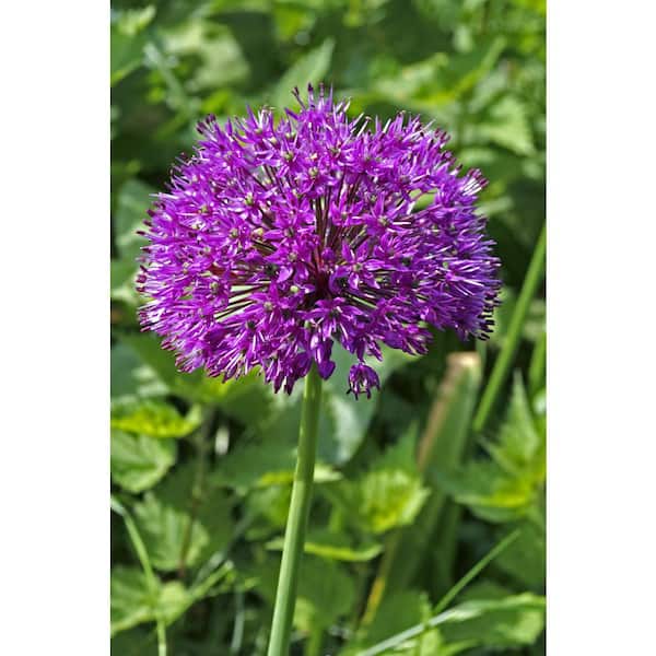 Bloomsz Allium Purple Rain Bulbs (10-Pack)