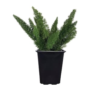 2 qt. Foxtail Fern Asparagus Meyerii Evergreen Plant (1-Pack)