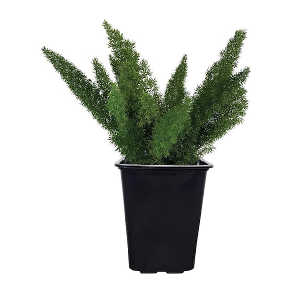 2 qt. Foxtail Fern Asparagus Meyerii Evergreen Plant (1-Pack)