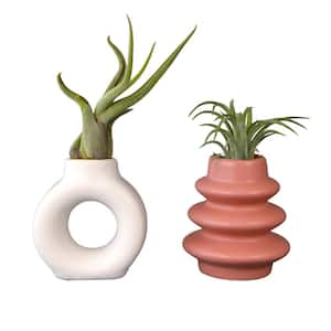 3 in. Live Air Plant Home Decor (Pet-Safe Houseplants) with White and Terra Cotta Tillandsia Vase (2-Pack)