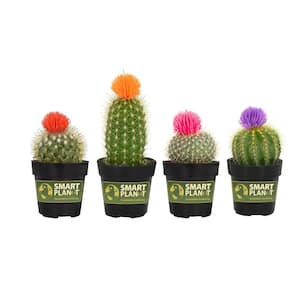 2.5 in. Cactus with Faux Flower Plant Collection (4-Pack)