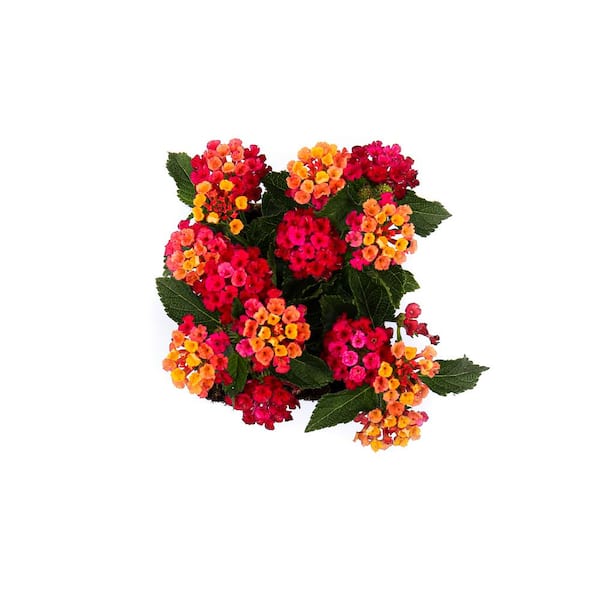 1 qt. Pink Lantana Plant (2-Pack)