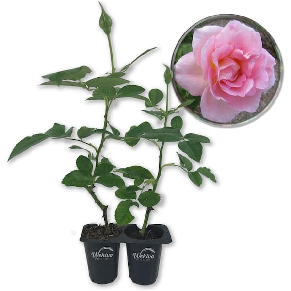 Wekiva Foliage Tiffany Rose Bush-2 Live Starter Plants in 2 in. Pots-Beautifully Fragrant Heirloom Rose from Florida