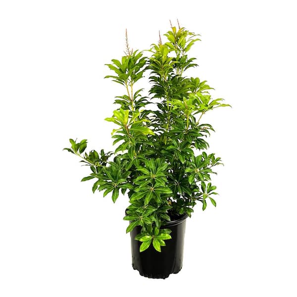 2.25 Gal. Mountain Fire Pieris Live Shrub with White Flowers
