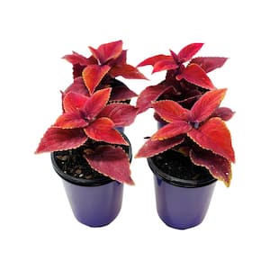 1.38 Pt. Coleus Plant Oxblood Red in 4.5 In. Grower's Pot (4-Plants)