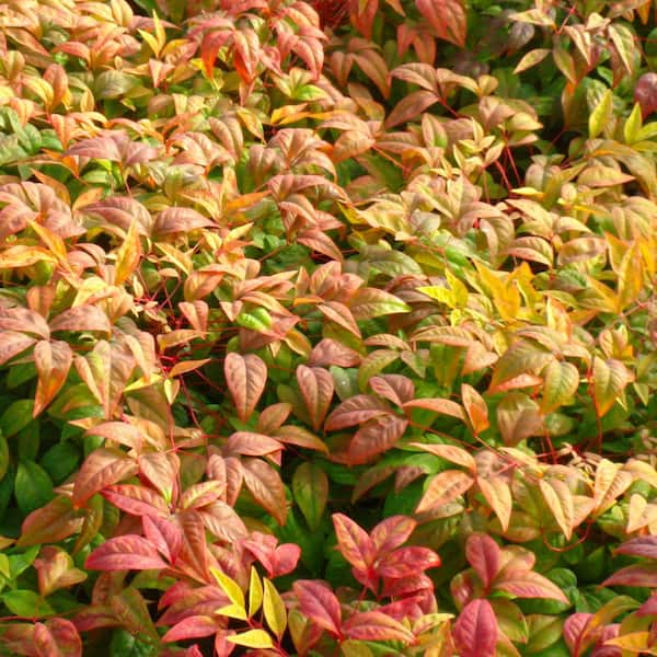 2.5 qt. Nandina Fire Power Shrub