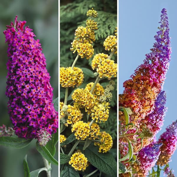 national PLANT NETWORK 3.25 in. Buddleia Butterfly Bush Collection 3-Piece