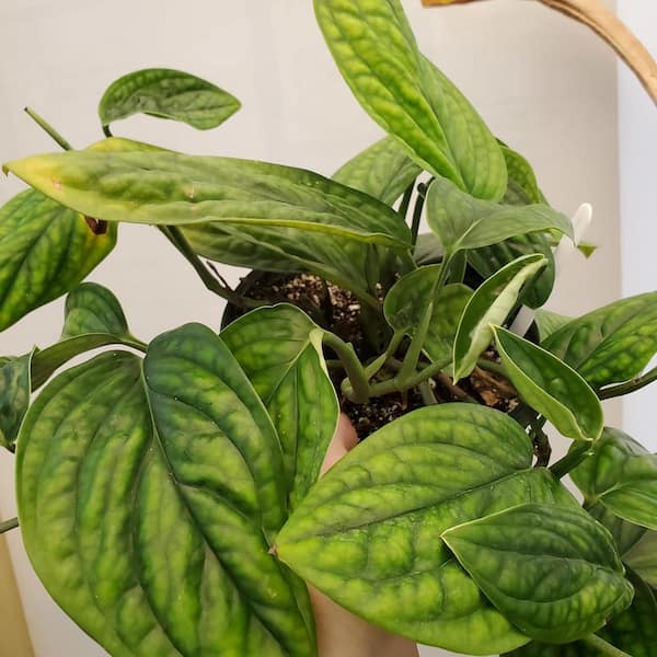 Wekiva Foliage Monstera Peru-Live Plant in a 4 in. Pot-Monstera Karstenianum-Rare  and Elegant Indoor Houseplant MonPer4x1 - The Home Depot