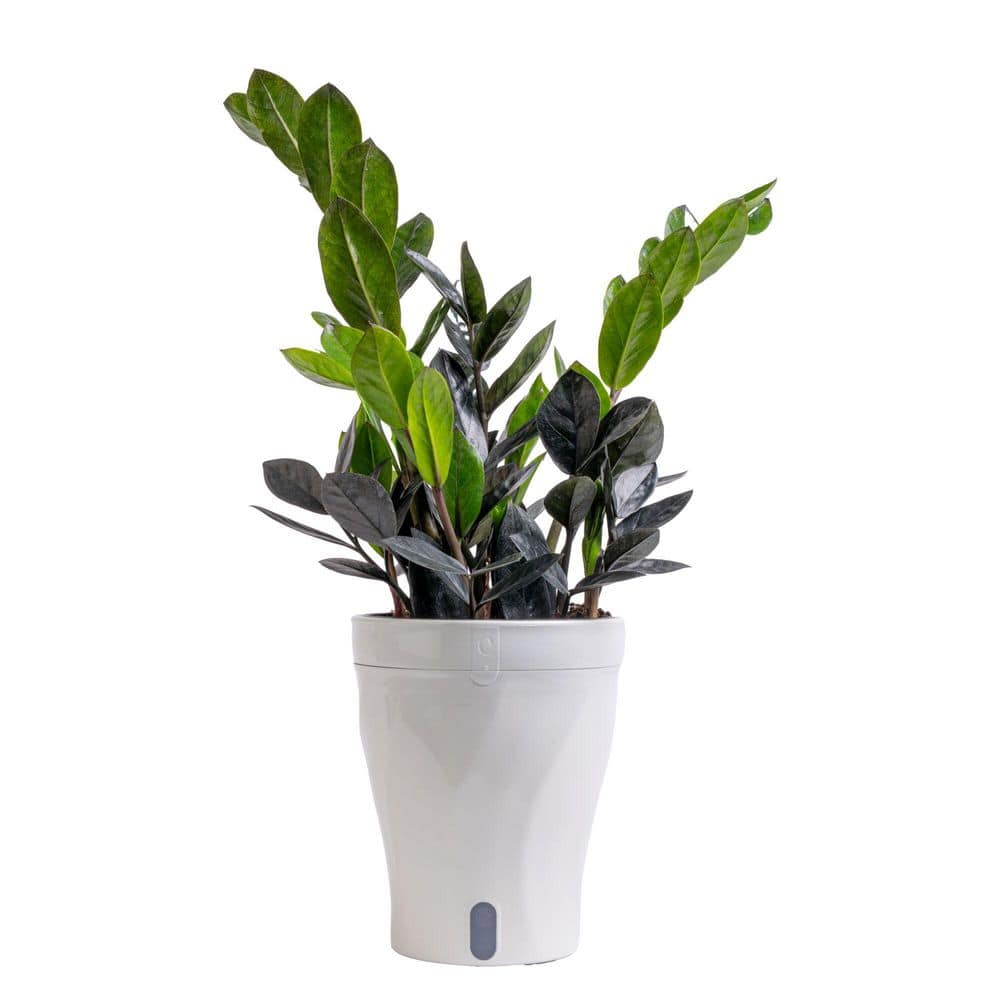Costa Farms Trending Tropical ZZ Everlasting Indoor Plant in 6 in
