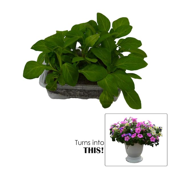 Unbranded - Drop N Decorate Plug-In Plant Petunia Mix Summer