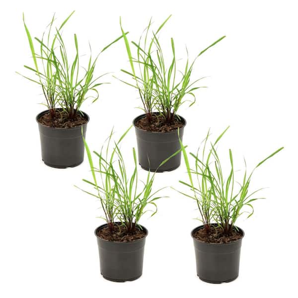1 gal. Lemongrass Plant (4-Pack)