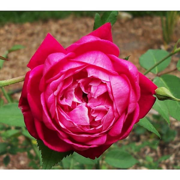 Wekiva Foliage Louis Philippe Rose-Live Plant in a 6 Inch Pot-Heat Tolerant Flowering Shrub