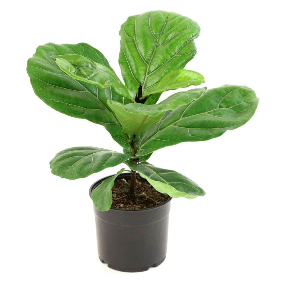 Dramatic Flair 48" Fiddle Leaf Fig Indoor/Outdoor Plant