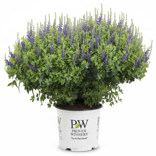 3 Gal. Sparkling Sapphires Baptisia Live Perennial Plant (1-Pack)