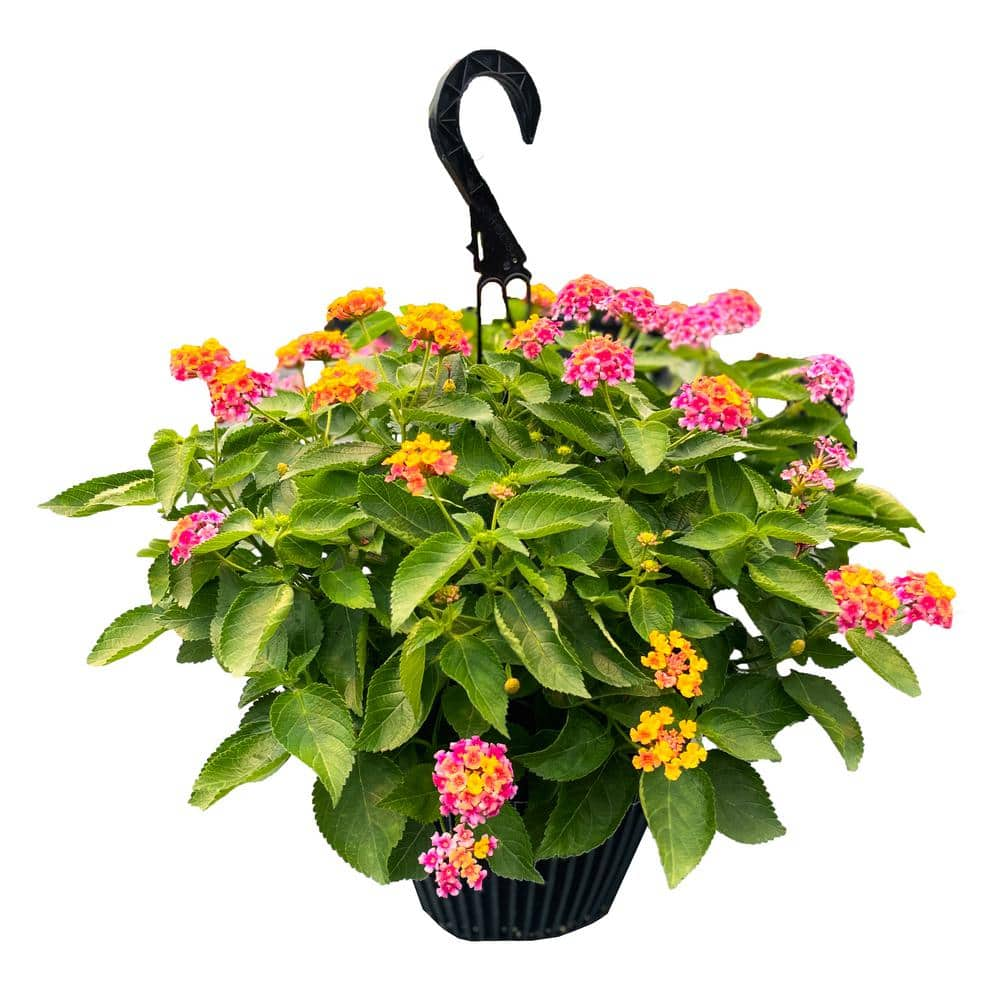 Vigoro 12 in. Lantana Plant Hanging Basket 903472 - The Home Depot