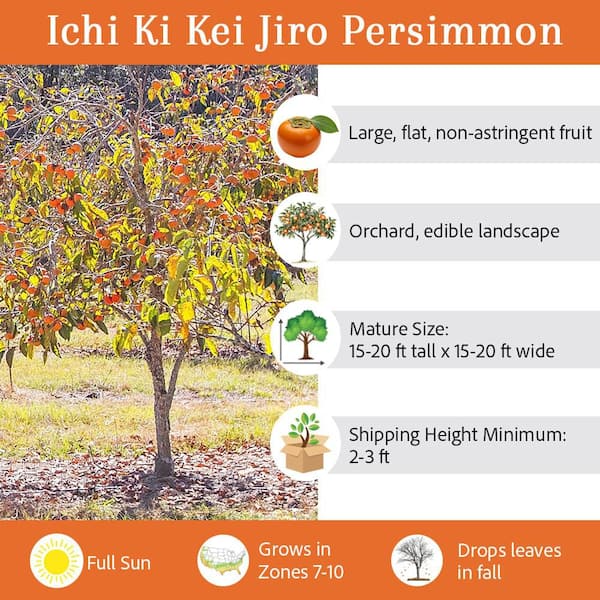 5 gal. Ichi Ki Kei Jiro Persimmon Tree