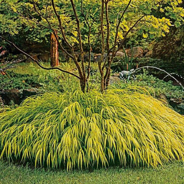 DIRECT GARDENING 1 Gal. Pot All Gold Japanese Forest Hakonechloa