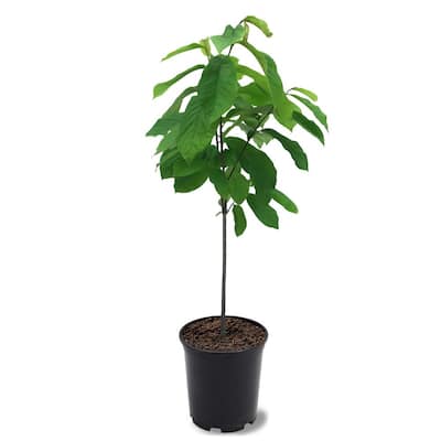 1 Gal. Paw Paw Seedling Fruit Tree