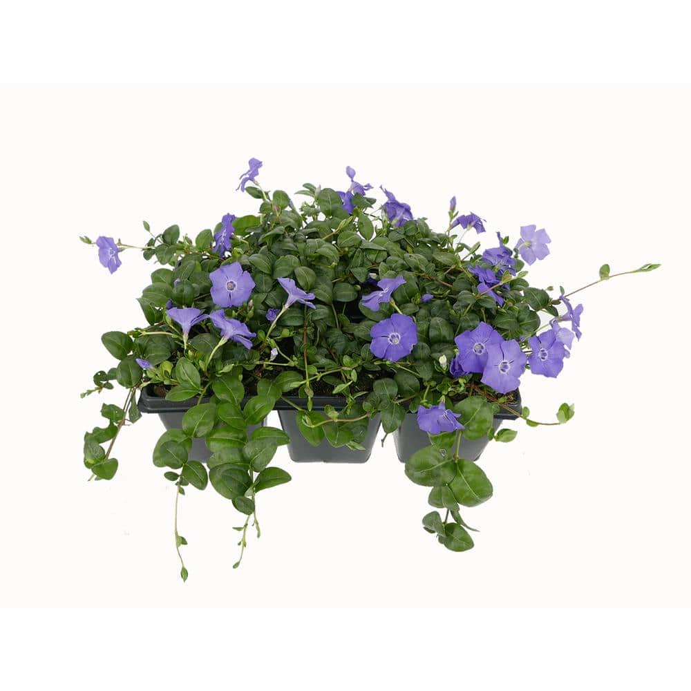 Perennial Vinca Minor Groundcover (6-Pack)