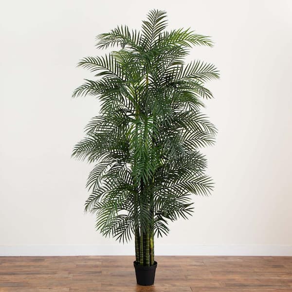 aloe vera plant on sale 6-8ft Aloe Vera  Dahing Plants