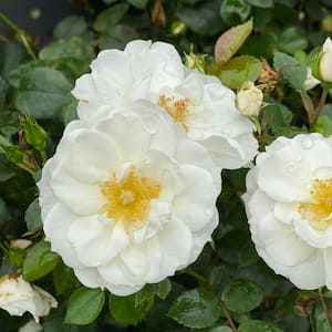 4.5 in. qt. Oso Easy Ice Bay Rose (Rosa) with White Flowers