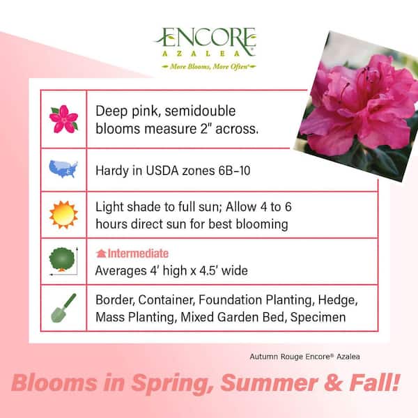 2 Gal. Autumn Rouge - Pink Re-Blooming Compact Evergreen Shrub
