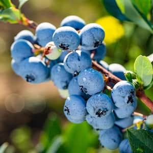Powder Blue Blueberry Rabbiteye Variety Fruit Plant