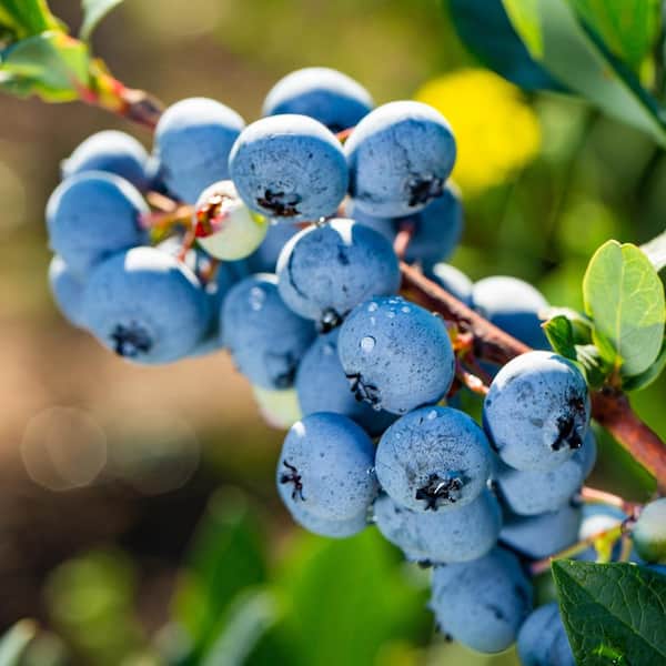 Unbranded Powder Blue Blueberry Rabbiteye Variety Fruit Plant